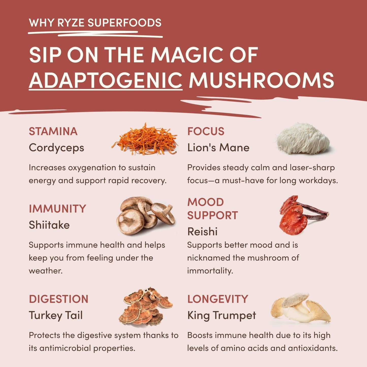 Mushroom Chicory | Ref 5b4zw6