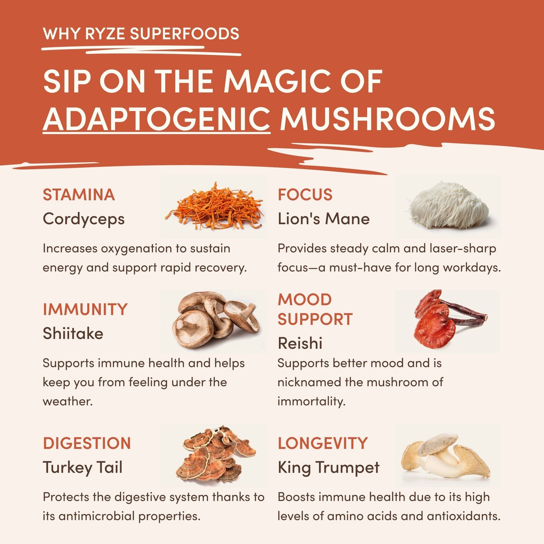 Superfood Creamer | Ref v5doze